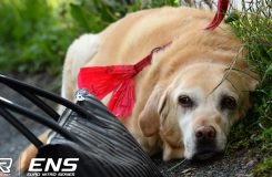 sat_dog